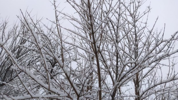 Şimal-Qərb rayonları ağ örpəyə büründü - FOTO