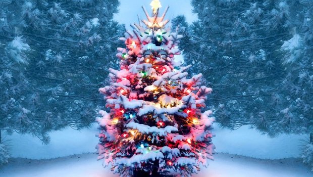 Allergiyası olanlar &ldquo;Yolka&rdquo;dan uzaq dursunlar &ndash; Həkimdən təhlükəsi barədə XƏBƏRDARLIQ