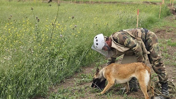 Minatəmizləmədə heyvanlardan da istifadə ediləcək