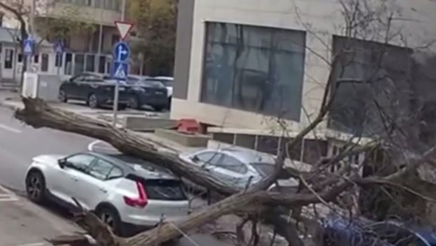 Bakıda küləyin aşırdığı ağac avtomobilin üzərinə düşdü &ndash; ANBAAN VİDEO