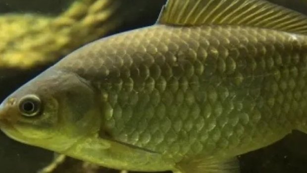 Sazan balığı sümüksüz olacaq