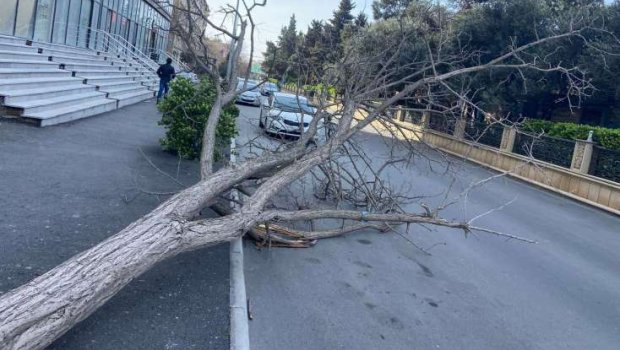 Güclü külək Bakıda 9 ağacı sındırdı