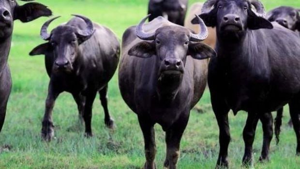 Camışların sayında KƏSKİN AZALMA &ndash; Restoranlarda mal əti adı ilə TƏQDİM OLUNUR?