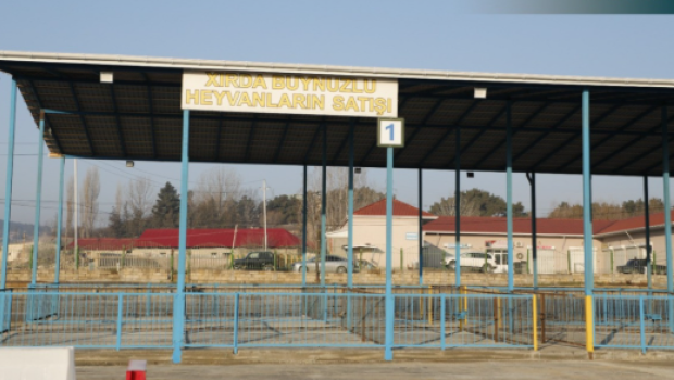 Şamaxı və Göyçay heyvan satışı bazarları açıldı &ndash; FOTO