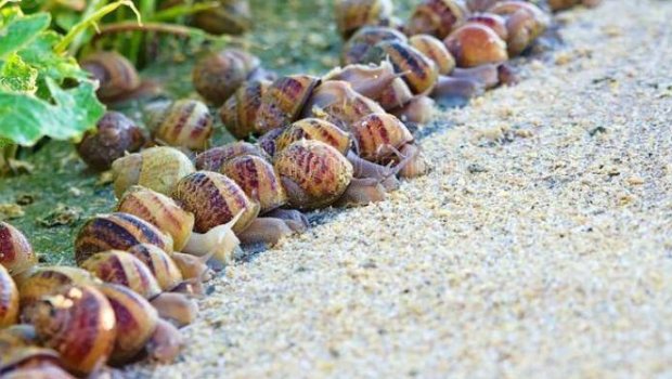 Salyandan Avropaya: Azərbaycan ilbiz məhsulları ixracına başladı