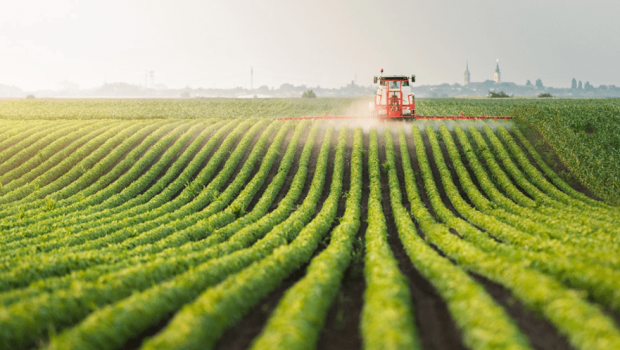 Azərbaycanda 17 milyon manatlıq qarğıdalı emalı müəssisəsi ləğv edilir