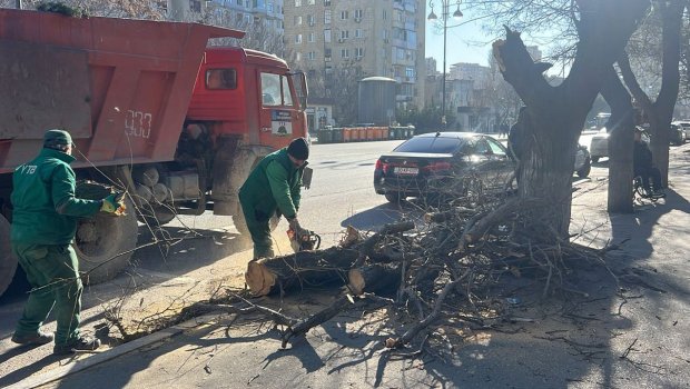 Küləkli havalarda təhlükəsizlik - Qurumuş və əyilmiş ağaclar öncədən KƏSİLİR?