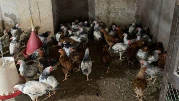 İsmayıllıda qanunsuz fəaliyyət göstərən quş kəsimi sexi AŞKARLANDI - FOTO