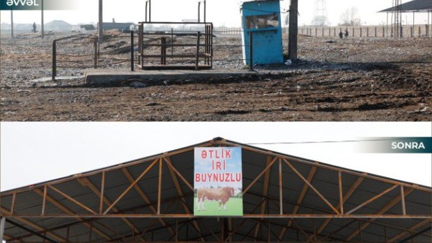 İmişlidə heyvan bazarı açıldı &ndash; FOTO