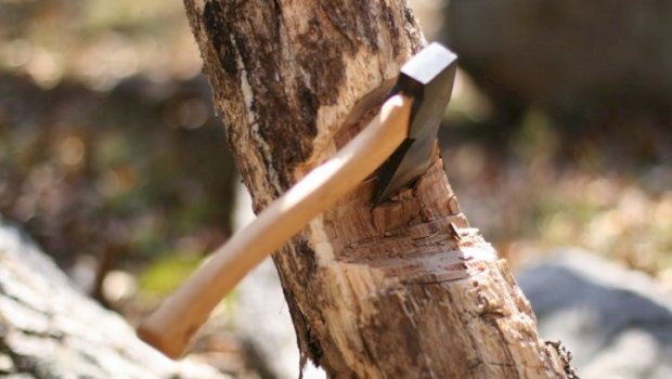 Oğuzda ağacları kəsməkdə şübhəli bilinən şəxs SAXLANILDI