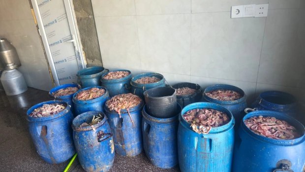 Novxanıda fəaliyyət göstərən kəsim məntəqəsində nöqsanlar AŞKARLANDI - FOTO