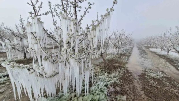 Qazaxıstanı don vurdu