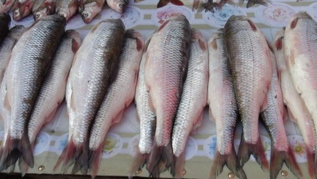 Balıq BAHALAŞACAQ? &ndash; MÜHÜM AÇIQLAMA