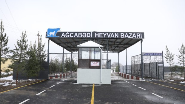 Ağcabədi heyvan bazarı da açıldı &ndash; FOTO/VİDEO