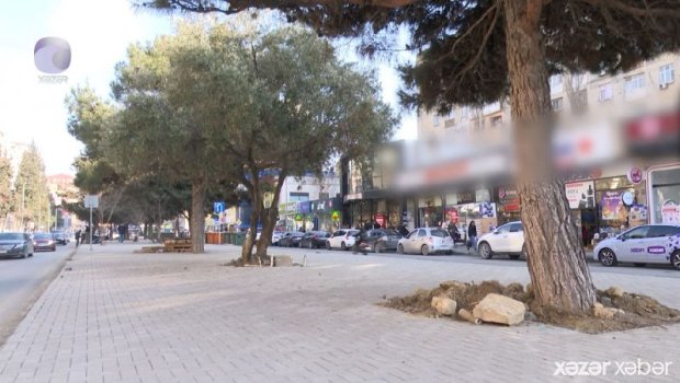 Əhmədlidə yaşıllıq məhv edilərək yerində restoran tikiləcək? - VİDEO