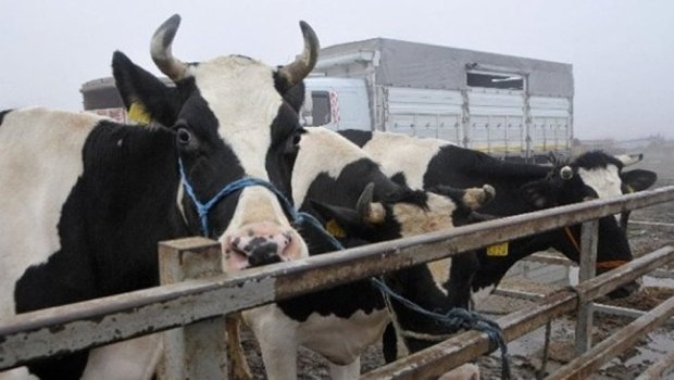 Azərbaycan bu ölkədən 714 inək aldı - Biri 8658 AZN