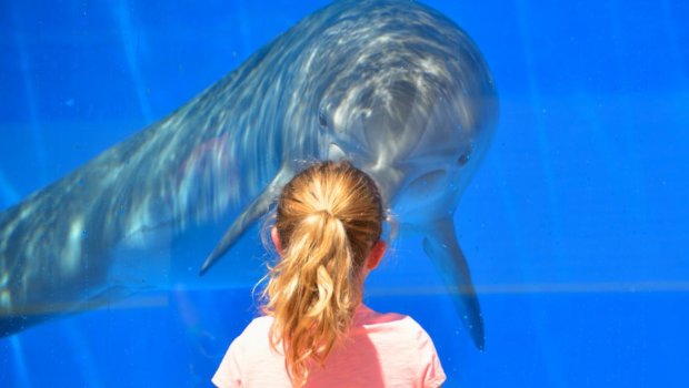 ŞOK KƏŞF: Delfinlər də insanlar kimi bir-birinə ad qoyurlar