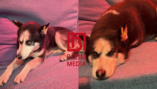 Bilgəhdə tapılan xaski sahibini AXTARIR - FOTO/VİDEO