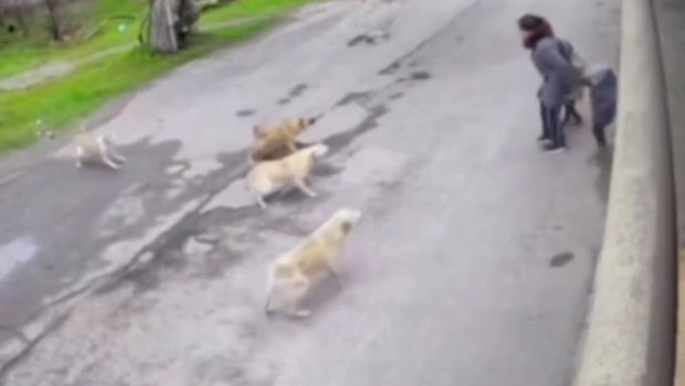 Bakıxanovda küçə itləri ana və uşaqlarına hücum etdi &ndash; VİDEO