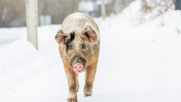 Rusiyada donuzlar şəhəri &ldquo;işğal etdi&rdquo; &ndash; FOTO