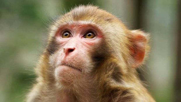 Meymun rus qadına hücum edib dişlədi &ndash; VİDEO