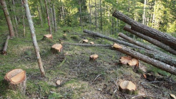 Təbiətə bir həftədə 129 min manatlıq ZİYAN VURULDU