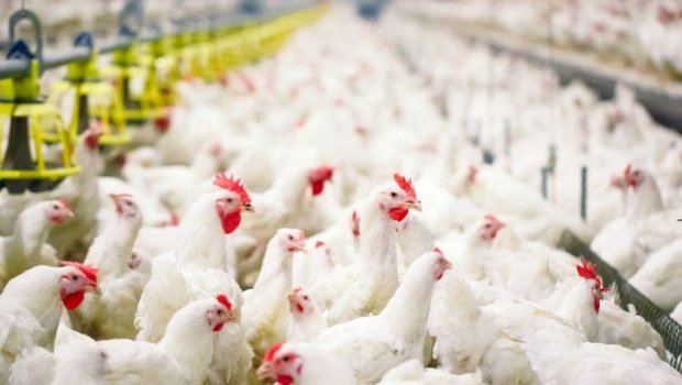 Ekspertlərdən quş əti bazarındakı qiymət artımı ilə bağlı AÇIQLAMA