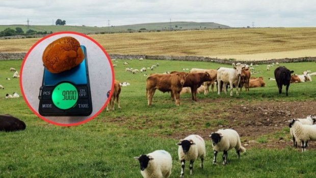 Azərbaycanda mal-qaranın içindəki daş 70 min manata satılır - FOTO