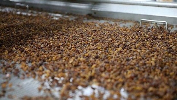 Yaponların güclü yaddaşının sirri: Azərbaycanda üzünə baxmırlar