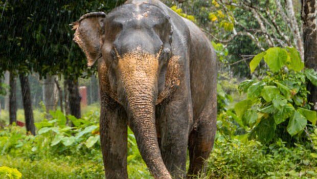 Tailandda fil turisti öldürdü - VİDEO