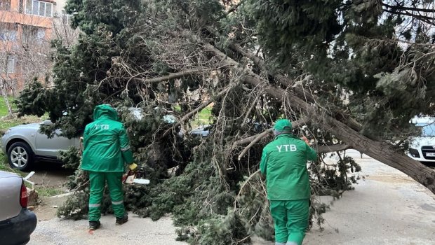 Bakıda güclü küləyin törətdiyi fəsadlar &ndash; FOTO