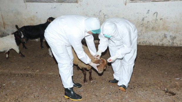 Heyvanlar yenidən peyvəndlənməyə başlanıb &ndash; Yeni xəstəlik yayılıb?