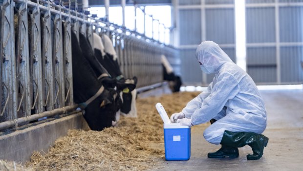 Heyvanlar arasında peyvəndləmə tədbirlərinə başlanıldı - FOTO