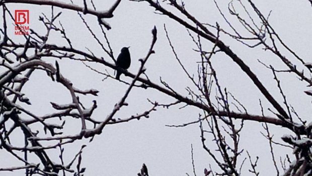 Şaxtalı hava əkin sahələrində məhsuldarlığa necə təsir edəcək? &ndash; FOTO