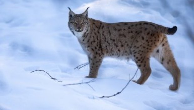 Xocavənd sakinləri yırtıcı heyvanın əlində ACİZ qalıblar - VİDEO