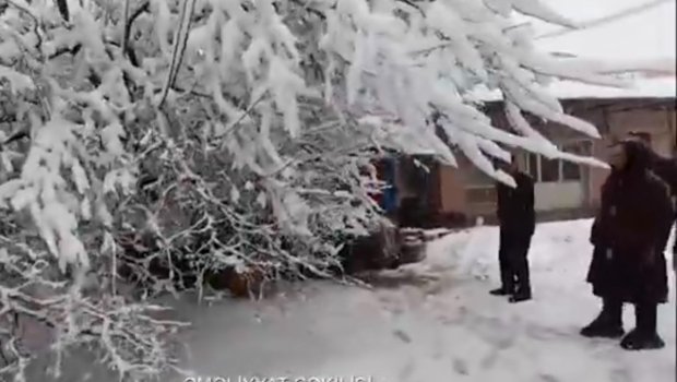 Cəlilabadda güclü qar ağacı 60 yaşlı qadının üzərinə aşırdı &ndash; VİDEO