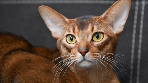 Dünyanın ən gözəl pişiyi &ldquo;EVLƏNİR&rdquo; &ndash; VİDEO