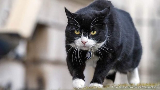 Britaniya Xarici İşlər Nazirliyinin məşhur pişiyi öldü