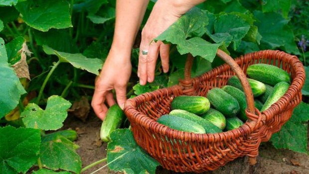 Rusiyada xiyarın qiyməti rekord həddə yüksəldi