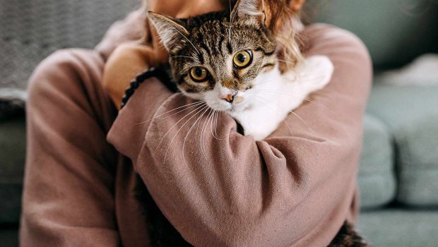 Kişi arvadını döydü - Pişik saxlayırmış