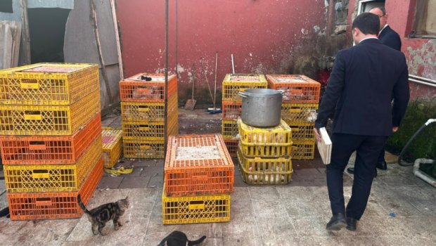 Masallıda qanunsuz fəaliyyət göstərən toyuq sexi AŞKARLANDI - FOTO/VİDEO