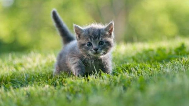 Pişik sahibləri bu xəstəliyə yoluxa BİLƏR