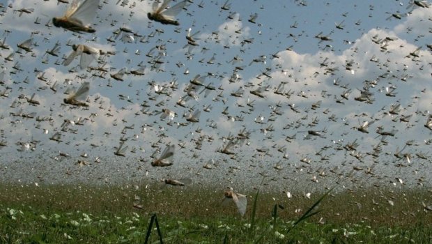 Anomal istilər həşəratları vaxtından əvvəl &ldquo;oyandırdı&rdquo; &ndash; Çəyirtkələrin qarşısı alınmasa, nə baş verə bilər?