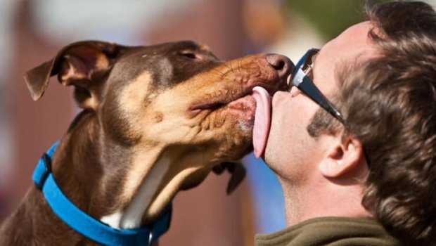 İt yaladı, qolları və ayaqları KƏSİLDİ - FOTO