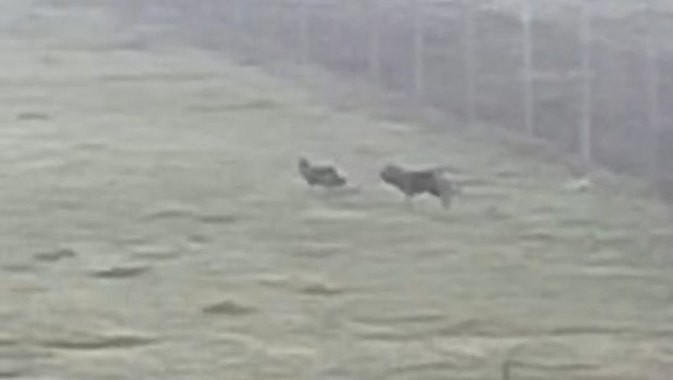 Lənkəran və Masallıda canavar təhlükəsi: Kəndlər təşviş içində -FOTO/VİDEO