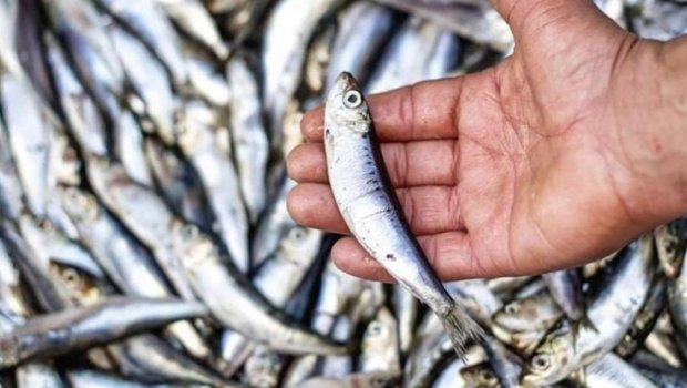 Bu balıq qan şəkərinin stabilləşdirilməsində ən faydalısıdır