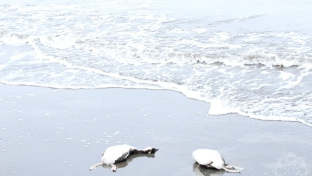 Xəzərin sahilində minlərlə ölü quş tapıldı &ndash; FOTO/VİDEO