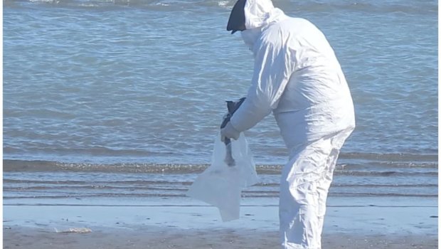 Dəniz kənarında tapılan quş cəsədlərində heyvan xəstəliyi aşkarlanıb? &ndash; FOTO