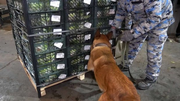 Gömrükdə ƏMƏLİYYAT: İrandan Rusiyaya aparılan "kahı"da narkotik aşkarlandı &ndash; FOTO/VİDEO