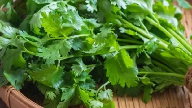 Ən güclü təsirli dərman mətbəxdədir - Keşnişin inanılmaz faydaları